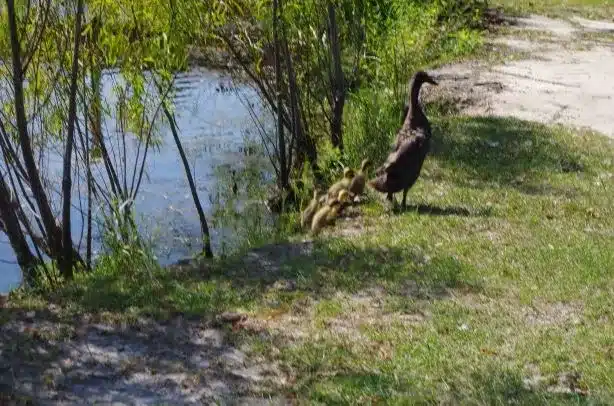 rv parks near picayune ms​